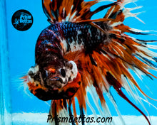 Load image into Gallery viewer, Rainbow Marble Crowntail Male