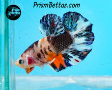 Load image into Gallery viewer, Candy Koi Halfmoon Plakat Male
