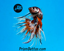 Load image into Gallery viewer, Rainbow Marble Crowntail Male