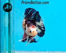 Load image into Gallery viewer, Candy Koi Halfmoon Plakat Male