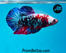 Load image into Gallery viewer, Galaxy Koi Halfmoon Plakat Male