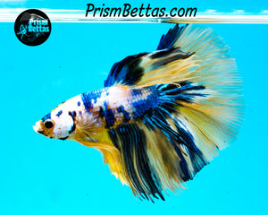 Marble Halfmoon Male
