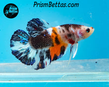 Load image into Gallery viewer, Candy Koi Halfmoon Plakat Male
