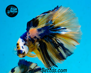 Marble Halfmoon Male