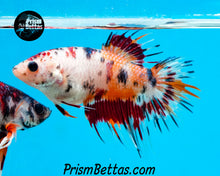 Load image into Gallery viewer, Candy Koi Crowntail Female