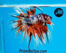 Load image into Gallery viewer, Rainbow Marble Crowntail Male