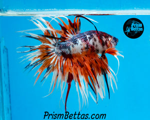 Rainbow Marble Crowntail Male