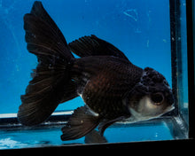 Load image into Gallery viewer, Panda Oranda Female (4.5 inches) Imported in Thailand