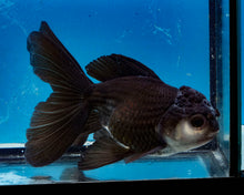 Load image into Gallery viewer, Panda Oranda Female (4.5 inches) Imported in Thailand