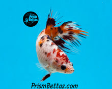 Load image into Gallery viewer, Candy Koi Crowntail Female