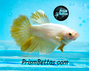 Gold Halfmoon Female