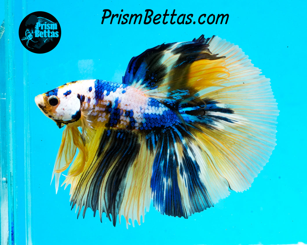 Marble Halfmoon Male