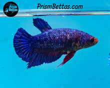 Load image into Gallery viewer, Blue Marble Halfmoon Plakat Female