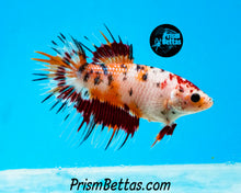 Load image into Gallery viewer, Candy Koi Crowntail Female