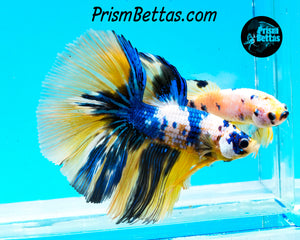 Marble Halfmoon Male