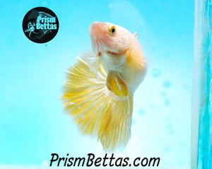 Gold Halfmoon Female