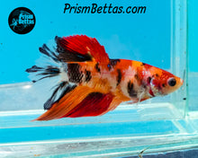 Load image into Gallery viewer, Candy Koi Halfmoon Female