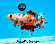 Load image into Gallery viewer, Candy Koi Crowntail Female