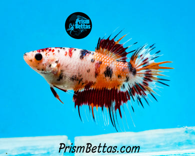 Candy Koi Crowntail Female