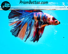 Load image into Gallery viewer, Rainbow Marble Halfmoon Male