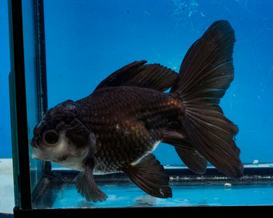 Panda Oranda Female (4.5 inches) Imported in Thailand