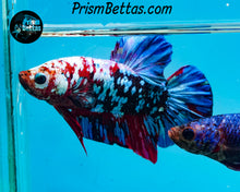 Load image into Gallery viewer, Galaxy Koi Halfmoon Plakat Male