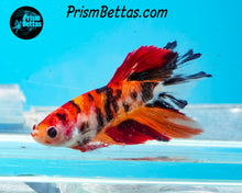 Load image into Gallery viewer, Candy Koi Halfmoon Female