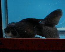 Load image into Gallery viewer, Panda Oranda Female (4.5 inches) Imported in Thailand