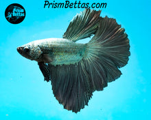 Load image into Gallery viewer, Copper Halfmoon Male