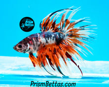 Load image into Gallery viewer, Rainbow Marble Crowntail Male