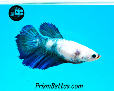 Marble Halfmoon Female