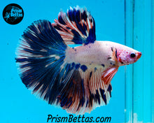Load image into Gallery viewer, Marble Halfmoon Male