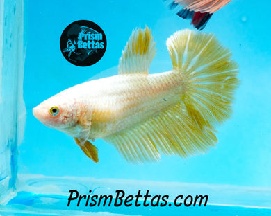 Gold Halfmoon Female