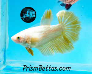 Gold Halfmoon Female