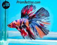 Load image into Gallery viewer, Rainbow Marble Halfmoon Male