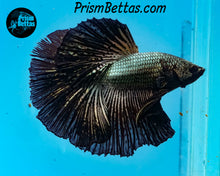 Load image into Gallery viewer, Copper Orchid Halfmoon Male