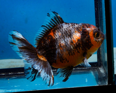 Calico Godzilla Oranda Female (3.5 inches) Imported in Thailand