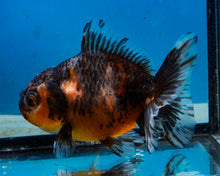 Load image into Gallery viewer, Calico Godzilla Oranda Female (3.5 inches) Imported in Thailand