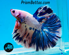 Load image into Gallery viewer, Marble Halfmoon Male