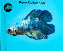 Load image into Gallery viewer, Marble Doubletail Halfmoon Female