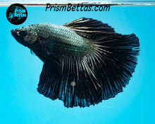 Load image into Gallery viewer, Copper Orchid Halfmoon Male