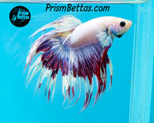 Load image into Gallery viewer, Purple Crowntail Male