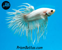 Load image into Gallery viewer, Platinum White Crowntail Male