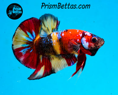 Candy Koi Halfmoon Plakat Male