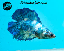 Load image into Gallery viewer, Marble Doubletail Halfmoon Female