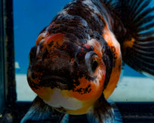 Load image into Gallery viewer, Calico Godzilla Oranda Female (3.5 inches) Imported in Thailand