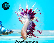 Load image into Gallery viewer, Purple Crowntail Male