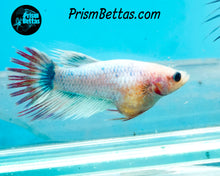 Load image into Gallery viewer, Grizzle Crowntail Female