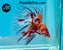 Load image into Gallery viewer, Candy Koi Crowntail Male