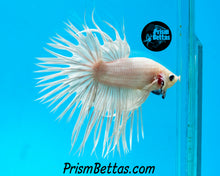 Load image into Gallery viewer, Platinum White Crowntail Male